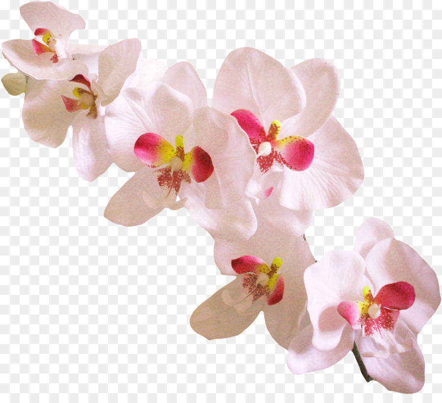 Las Orquídeas，Dendrobium PNG