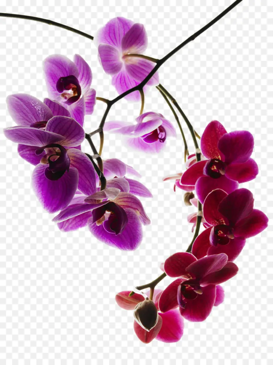 Orquídeas Rojas，Floración PNG