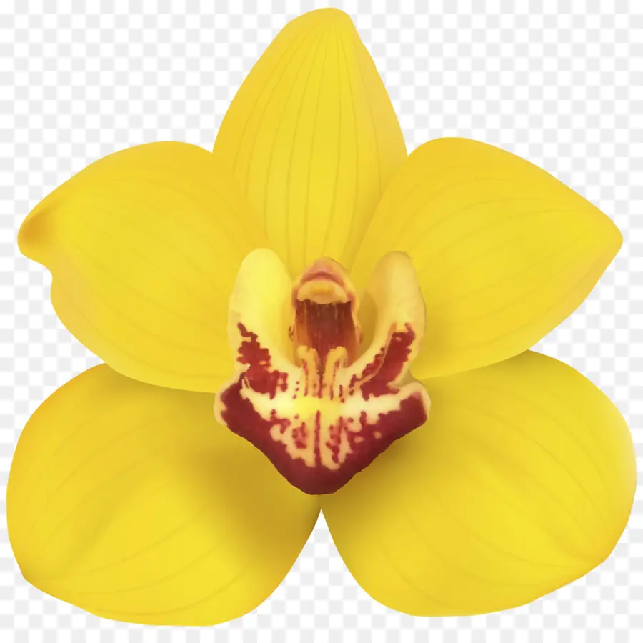 Orquídeas，Flor PNG