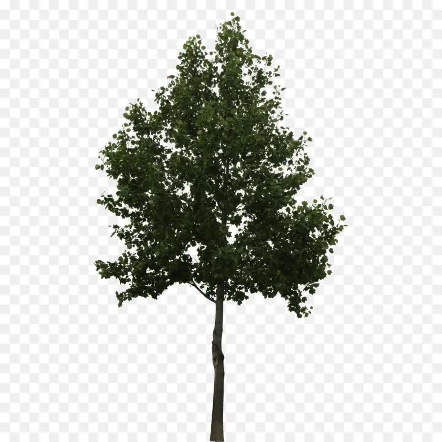 árbol，Roble PNG