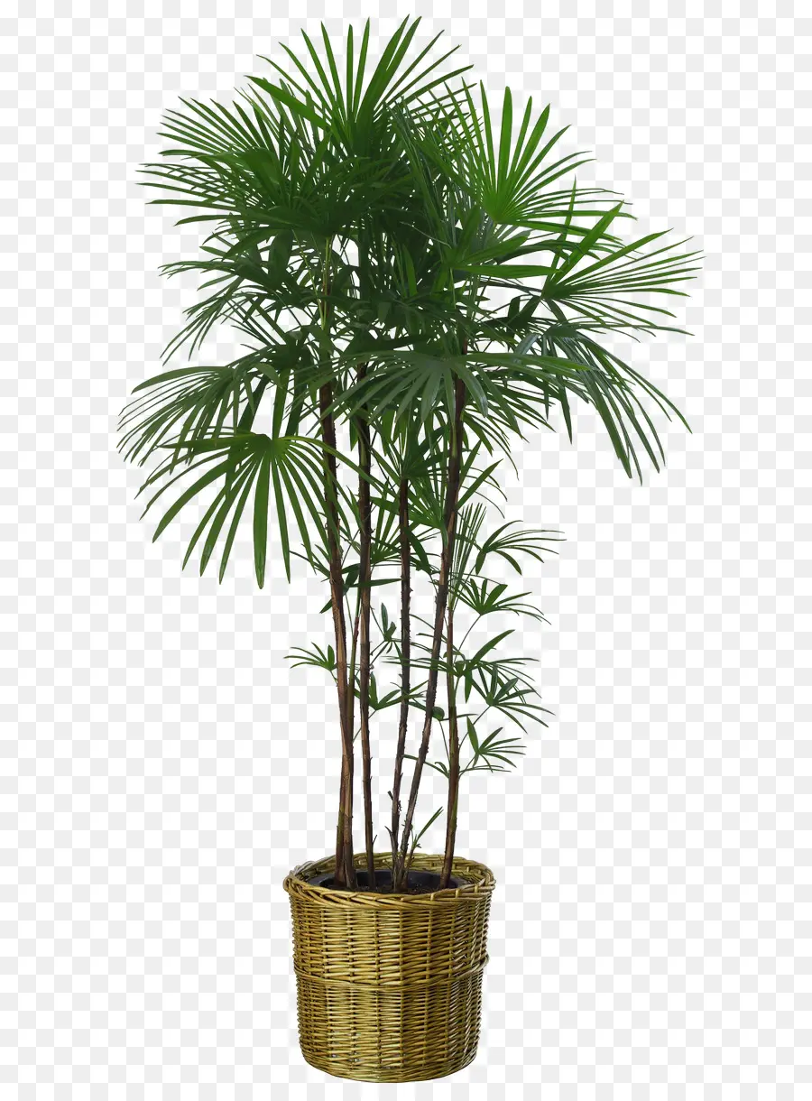 Maceta，Planta De Interior PNG