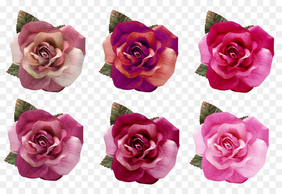 Rosas，Florecer PNG