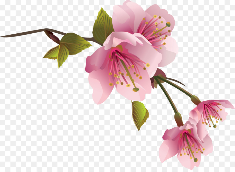 Flor，Florecer PNG