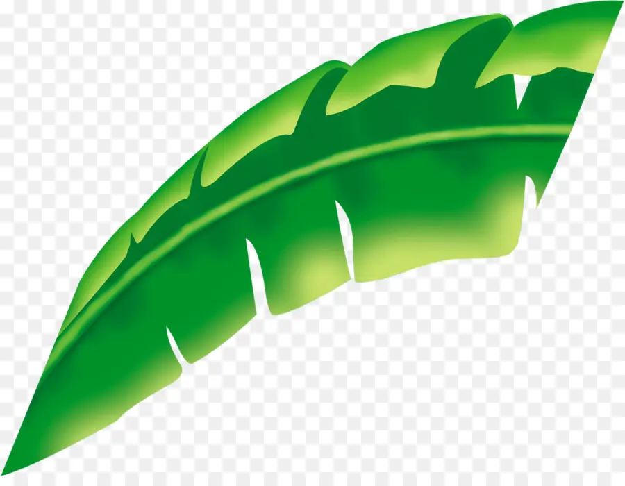 Hoja，Planta PNG