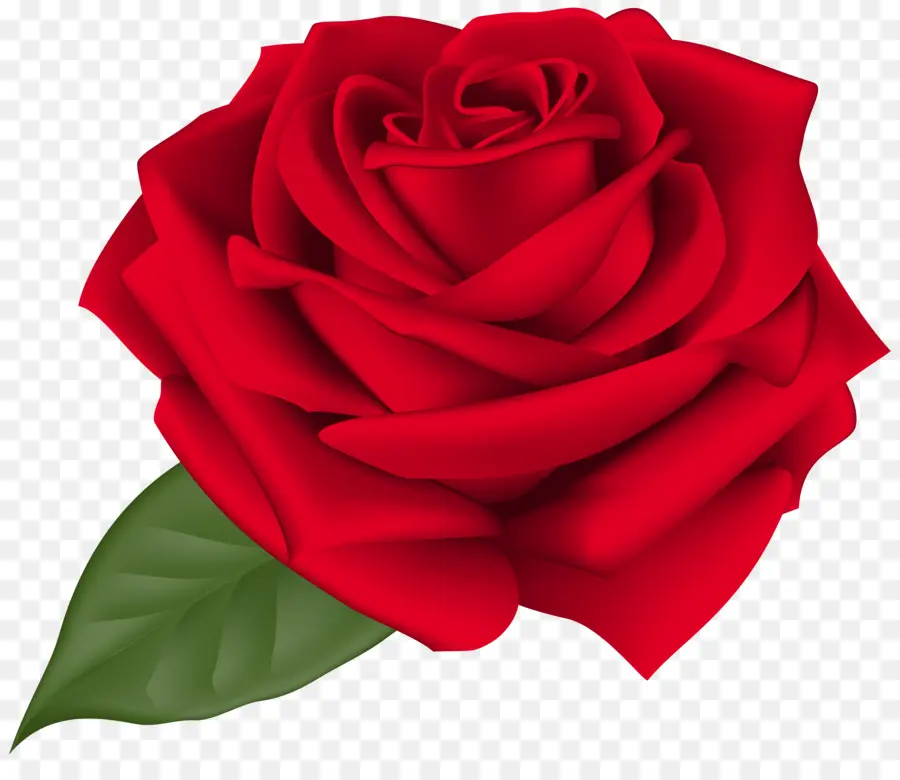 Rosa，Flor PNG