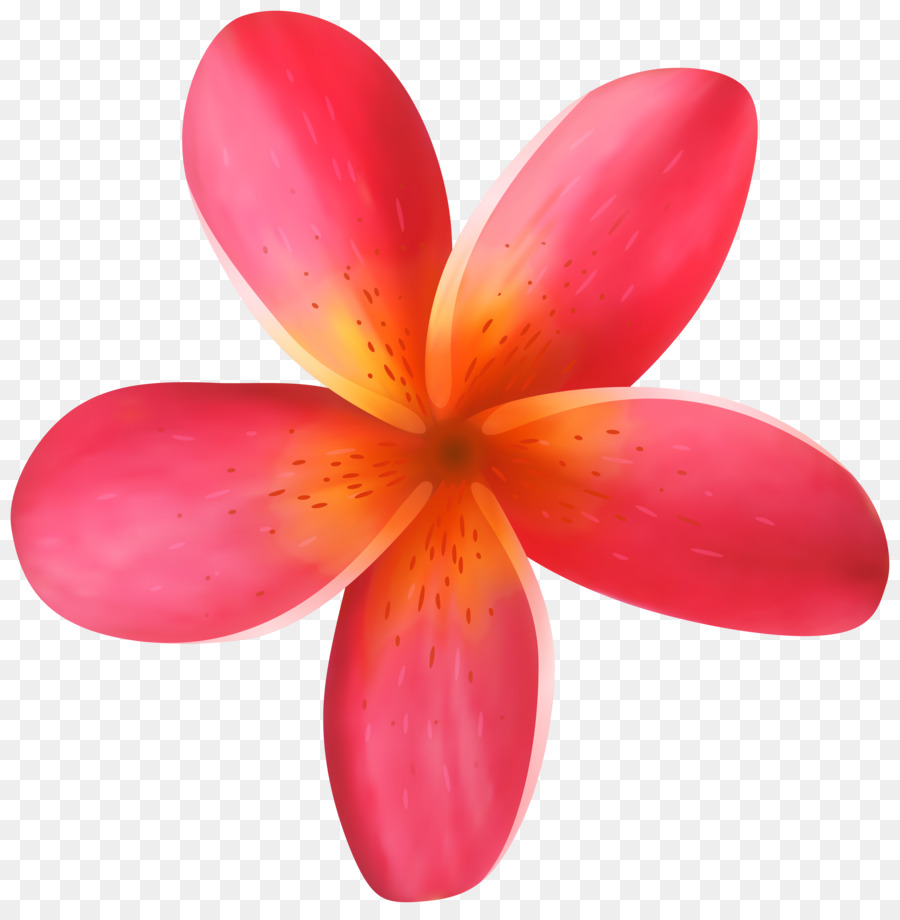 Flor，Pétalos PNG