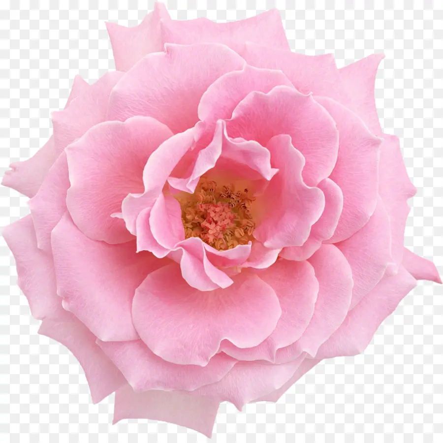 Flor，Flores De Color Rosa PNG