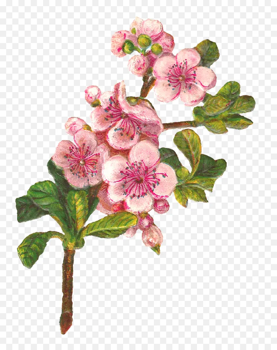 Flores Rosadas，Florecer PNG