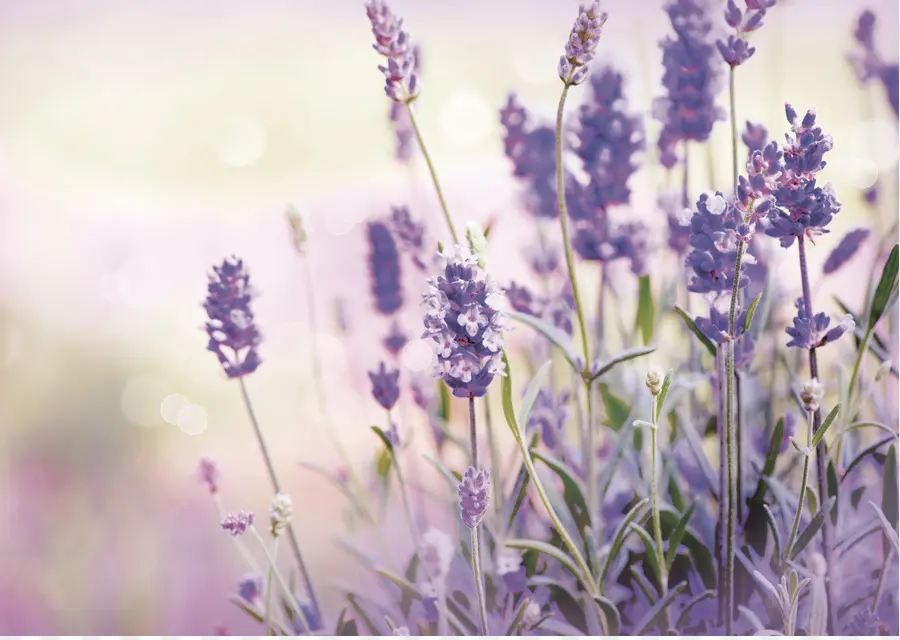 Lavanda，La Meseta De Valensole PNG