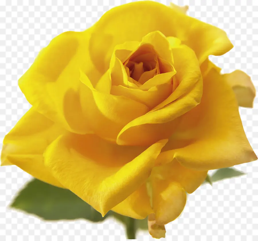 Amarillo，Flor PNG