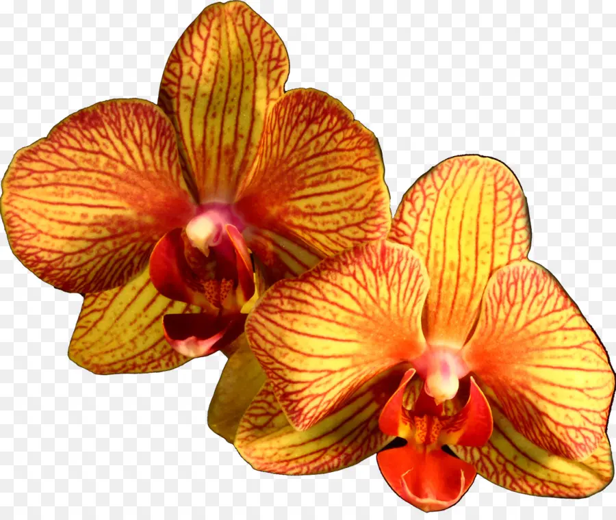 Orquídea，Pétalos PNG