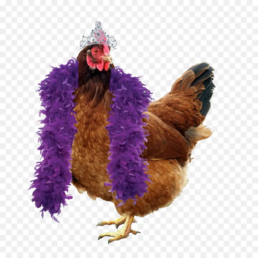 Pollo Con Accesorios，Gallina PNG