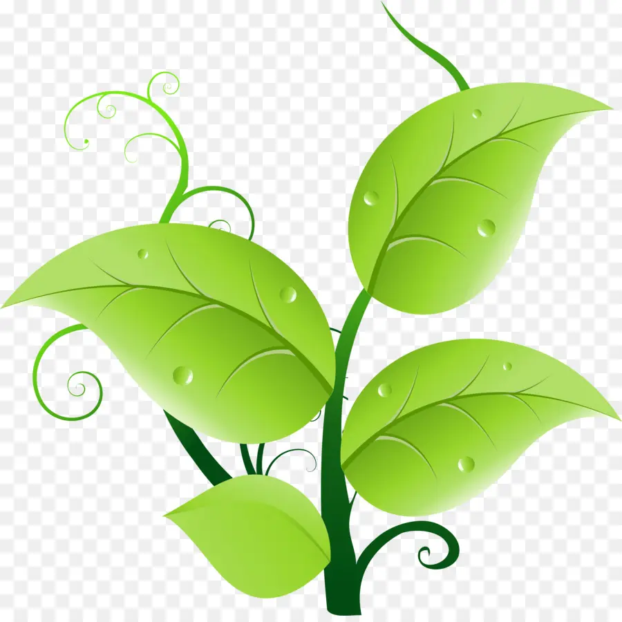 Hojas Verdes，Planta PNG