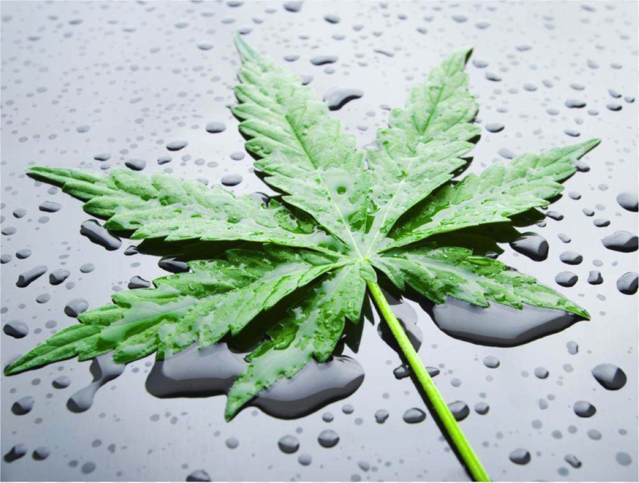 El Cannabis，Nutrientes PNG