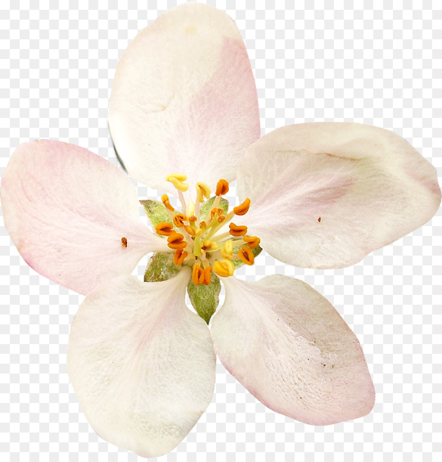 Flor，Vecteur PNG