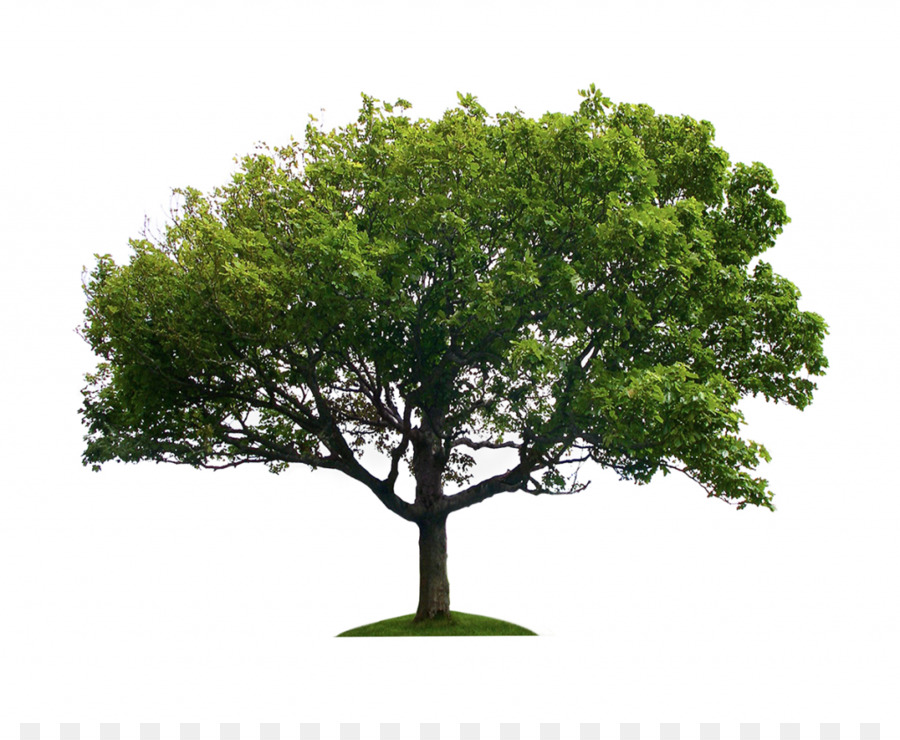 árbol Verde，Follaje Exuberante PNG