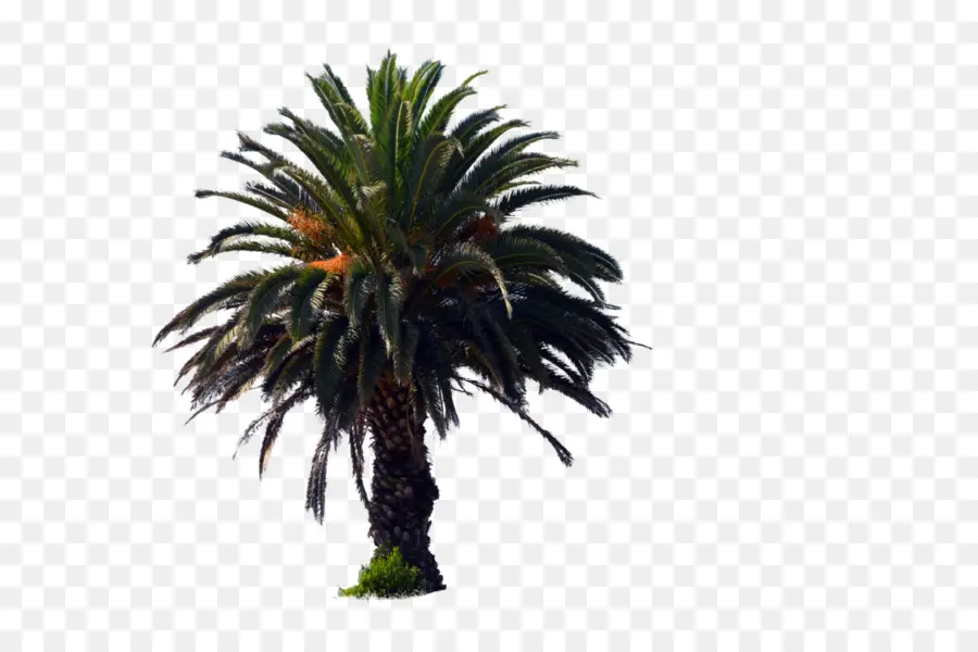 Palmera，Tropical PNG