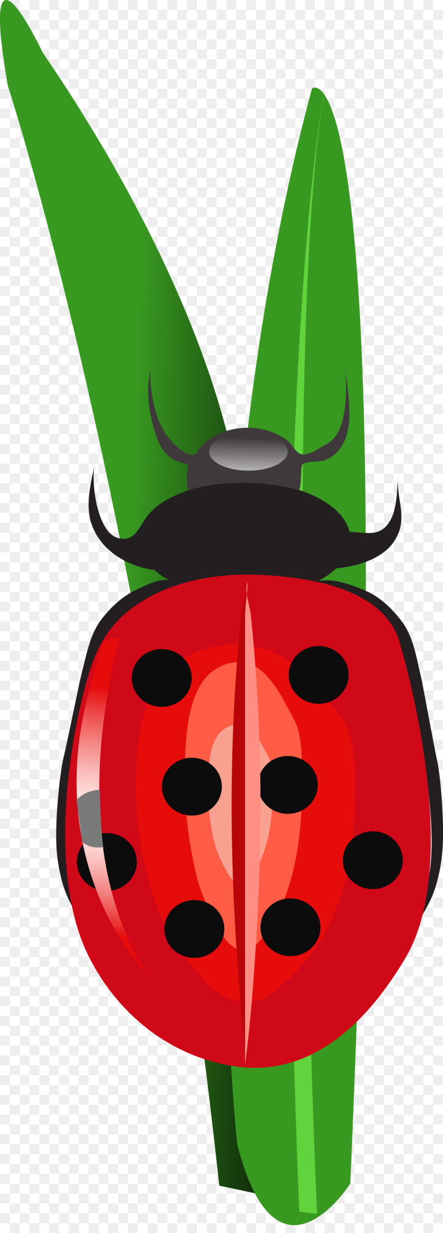Insecto，Coccinela PNG
