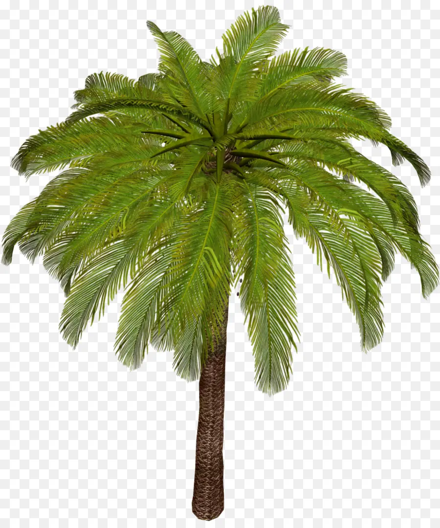 Arecaceae，Asiático Palmira Palma PNG