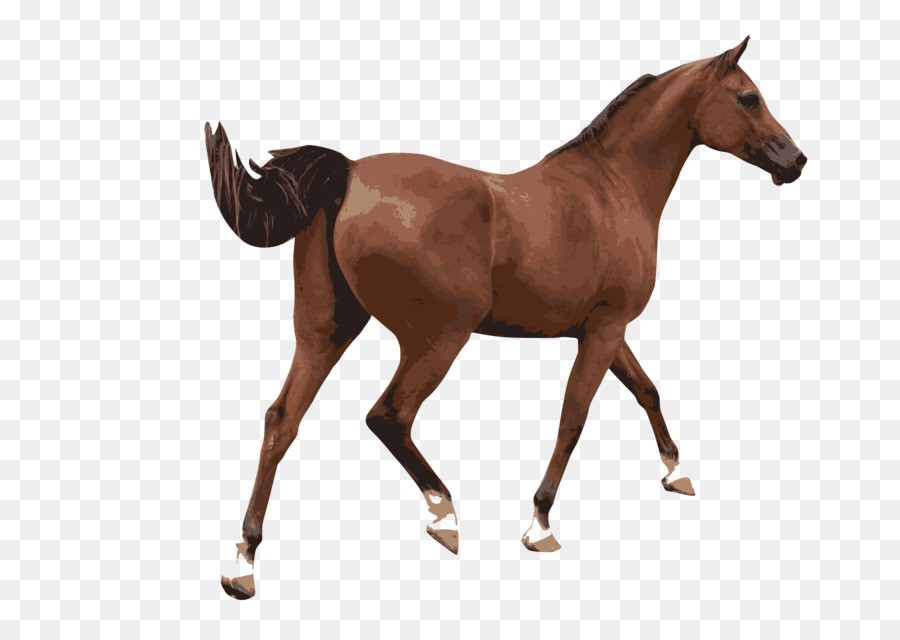 Caballo Corriendo，Animal PNG