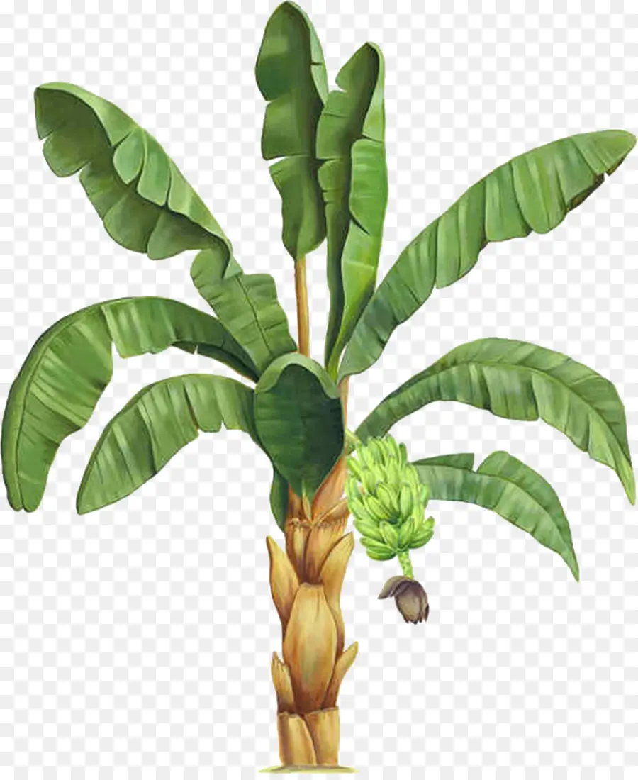 Planta De Banano，Hojas PNG