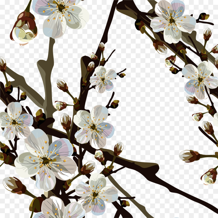 Flor De Cerezo，Florecer PNG