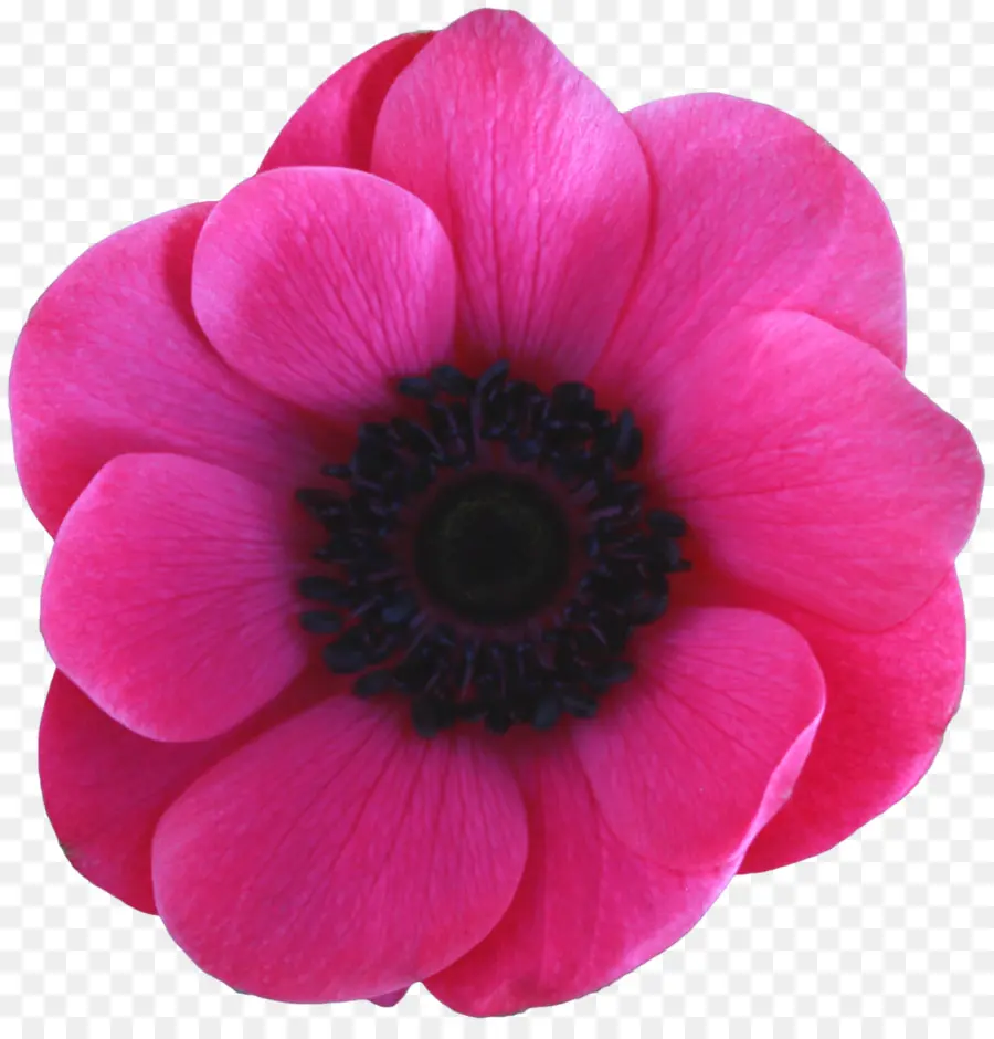 Flor Rosa，Florecer PNG