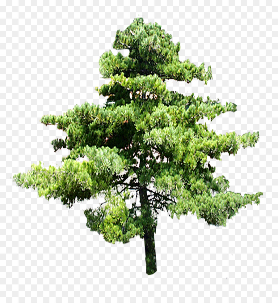 Árbol Bonsái，Miniatura PNG