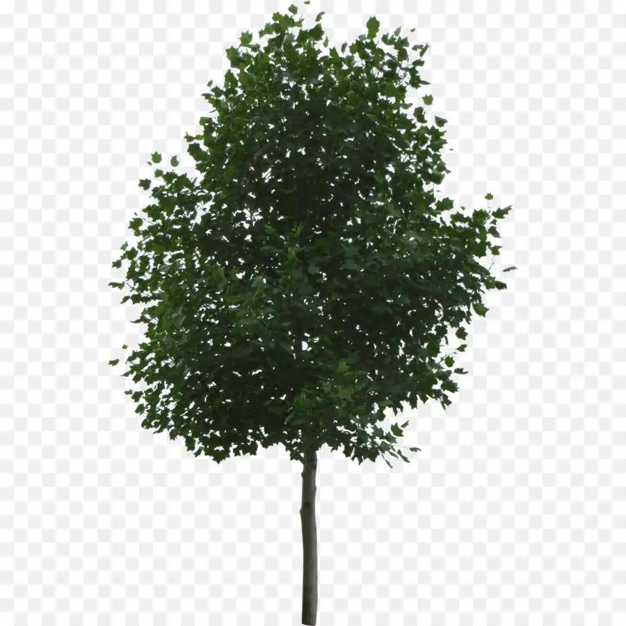 Árbol，Hojas PNG