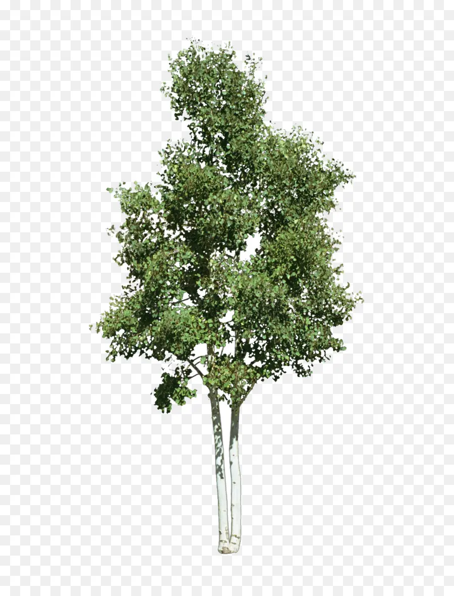 Árbol，Planta PNG