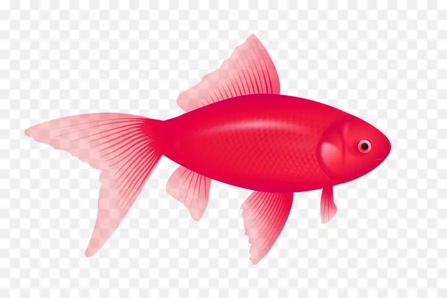 Los Peces，Fondo De Escritorio PNG