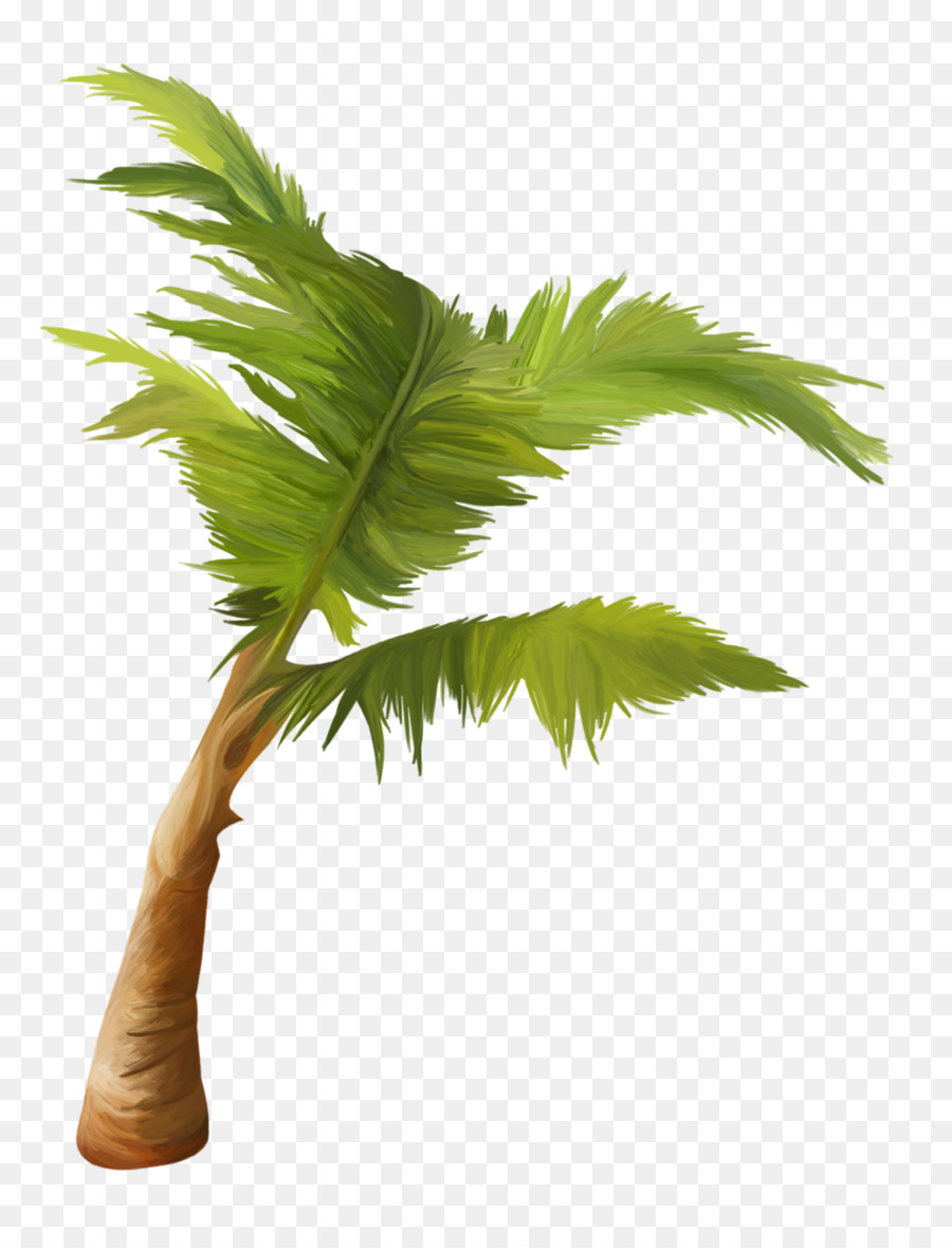 Palmera，Tropical PNG