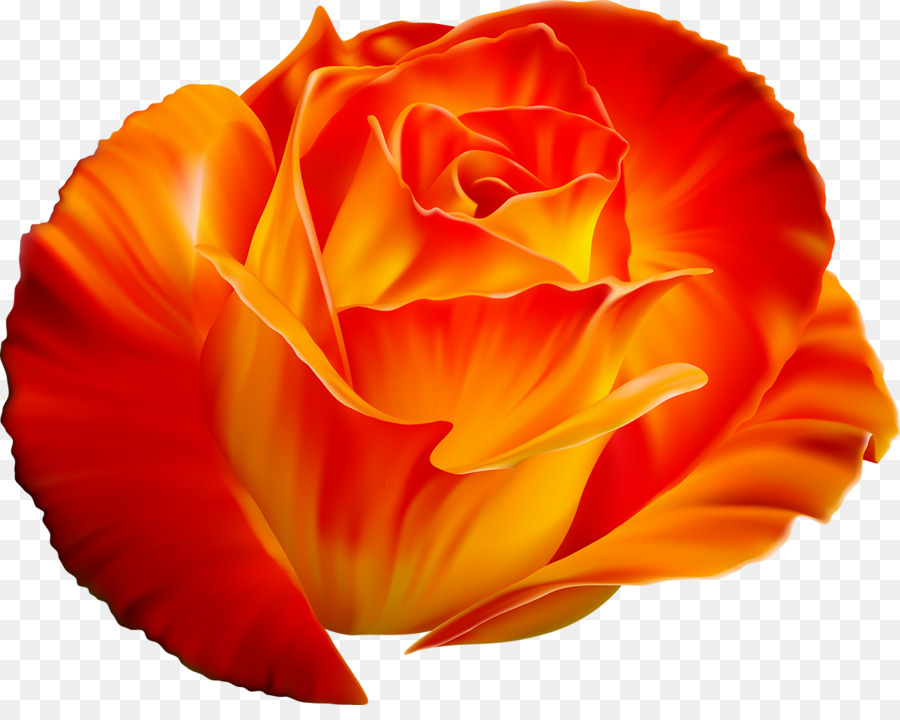 Clavel Naranja，Florecer PNG