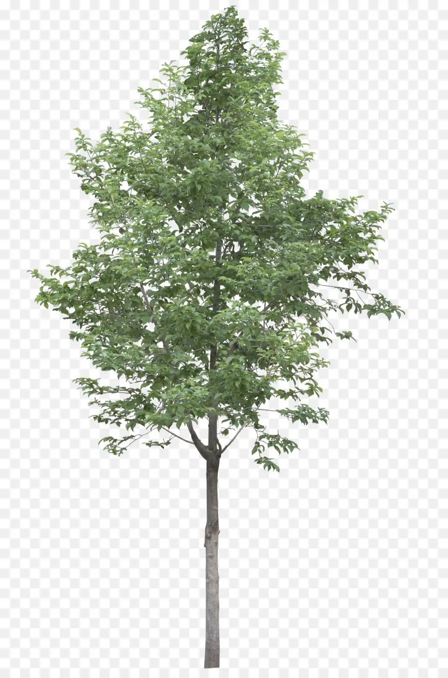 árbol，Acer Campestre PNG