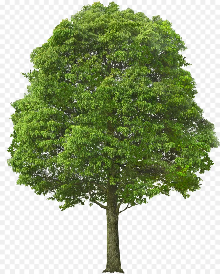 Árbol，Hojas PNG