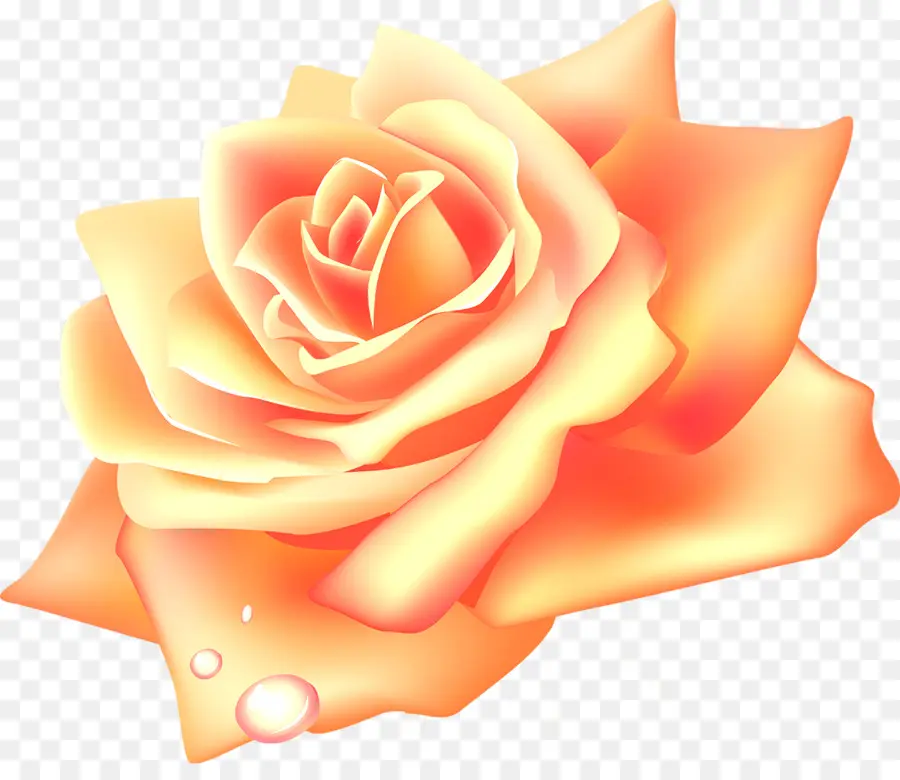 Rosa Amarilla，Floración PNG