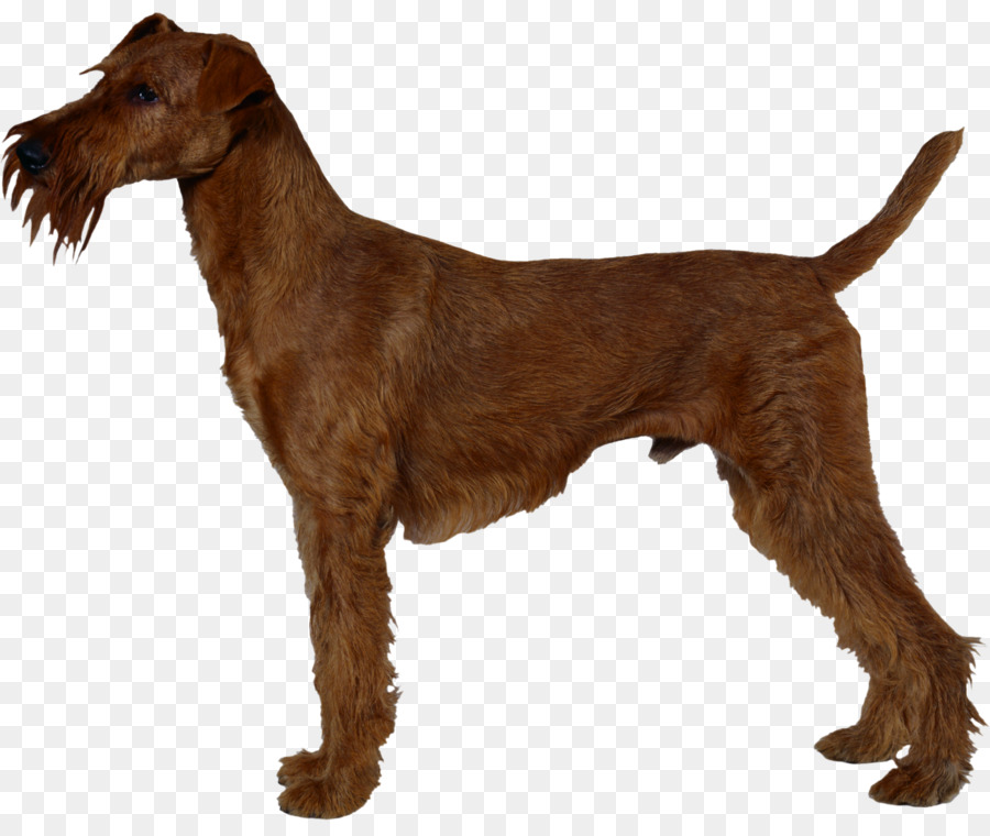 Terrier Irlandés，Airedale Terrier PNG