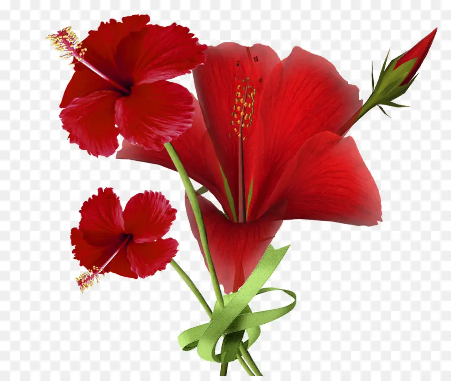 Flor，Rojo PNG