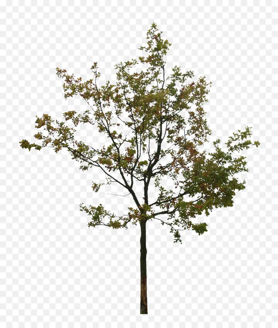 árbol，Silueta PNG
