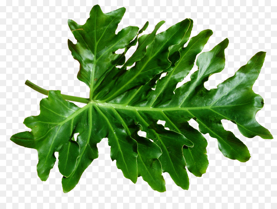 Hoja De Roble，Árbol PNG