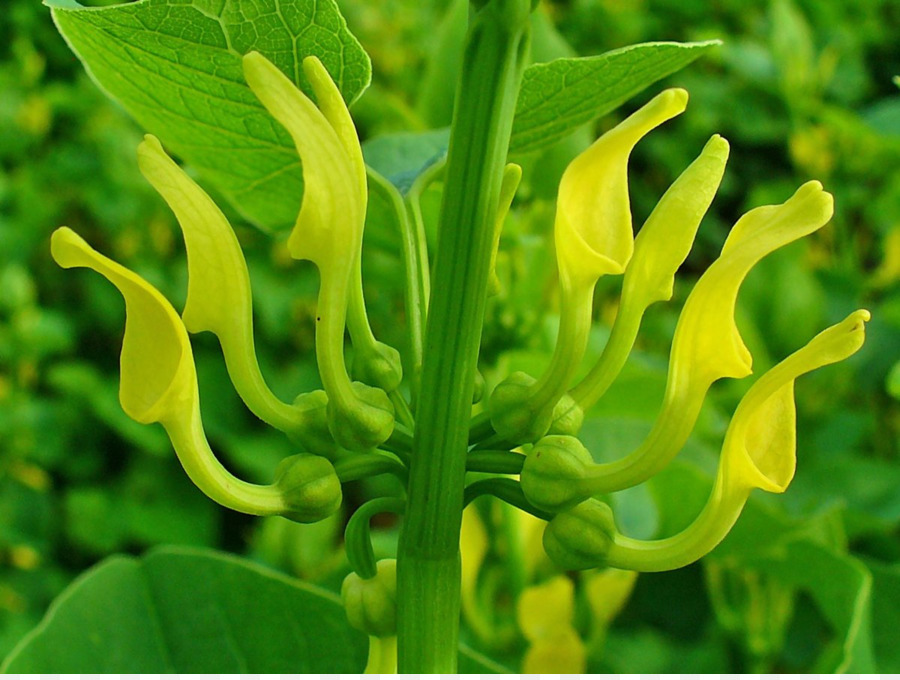 Clematitis De Aristolochia，Jengibre Salvaje Europeo PNG