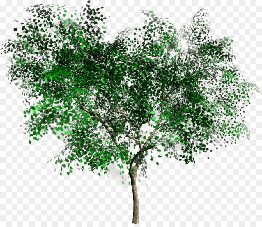 árbol，La Representación PNG