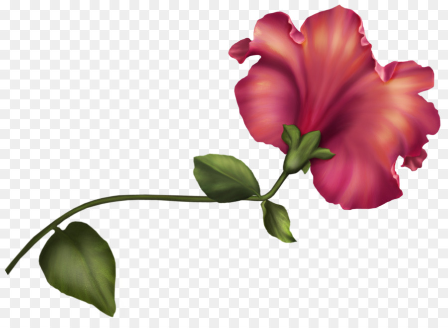 Flor，Tulipán PNG