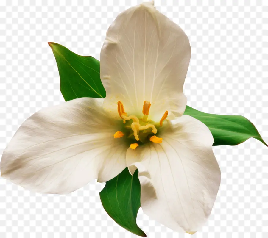 Flor Blanca，Pétalos PNG