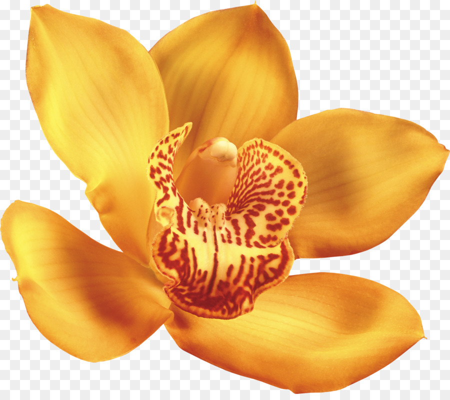 Orquídea，Planta PNG