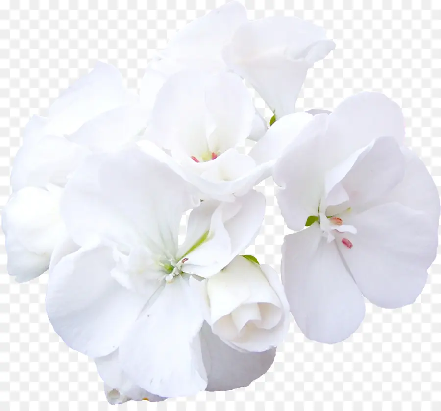 Flores Blancas，Florecer PNG