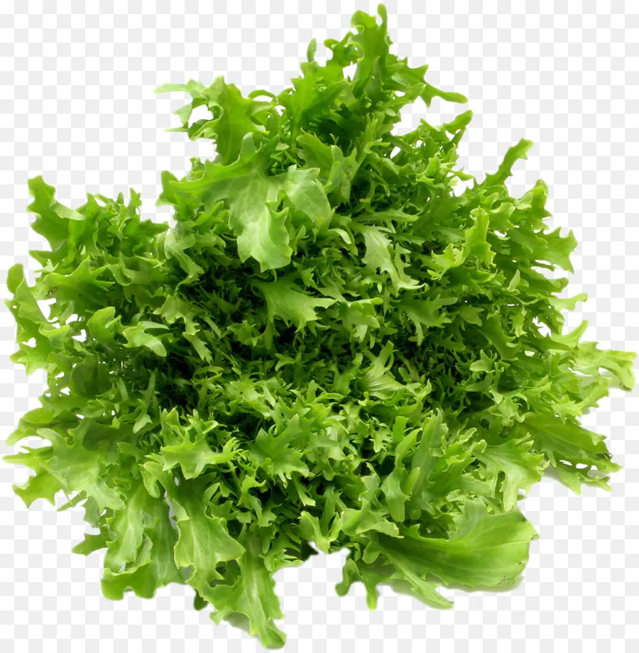 Lechuga Verde，Fresco PNG