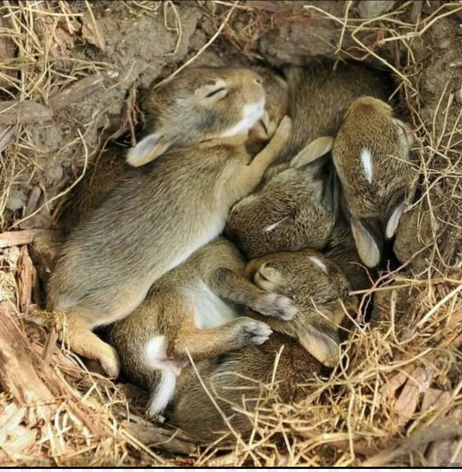 Conejos Durmientes，Nido PNG