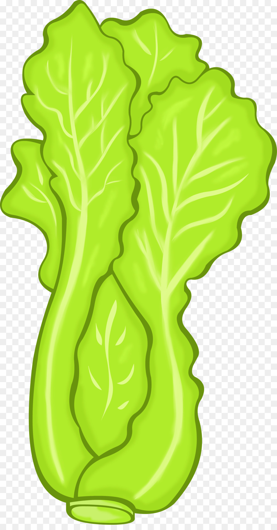 Ilustración De Lechuga，Frondoso PNG