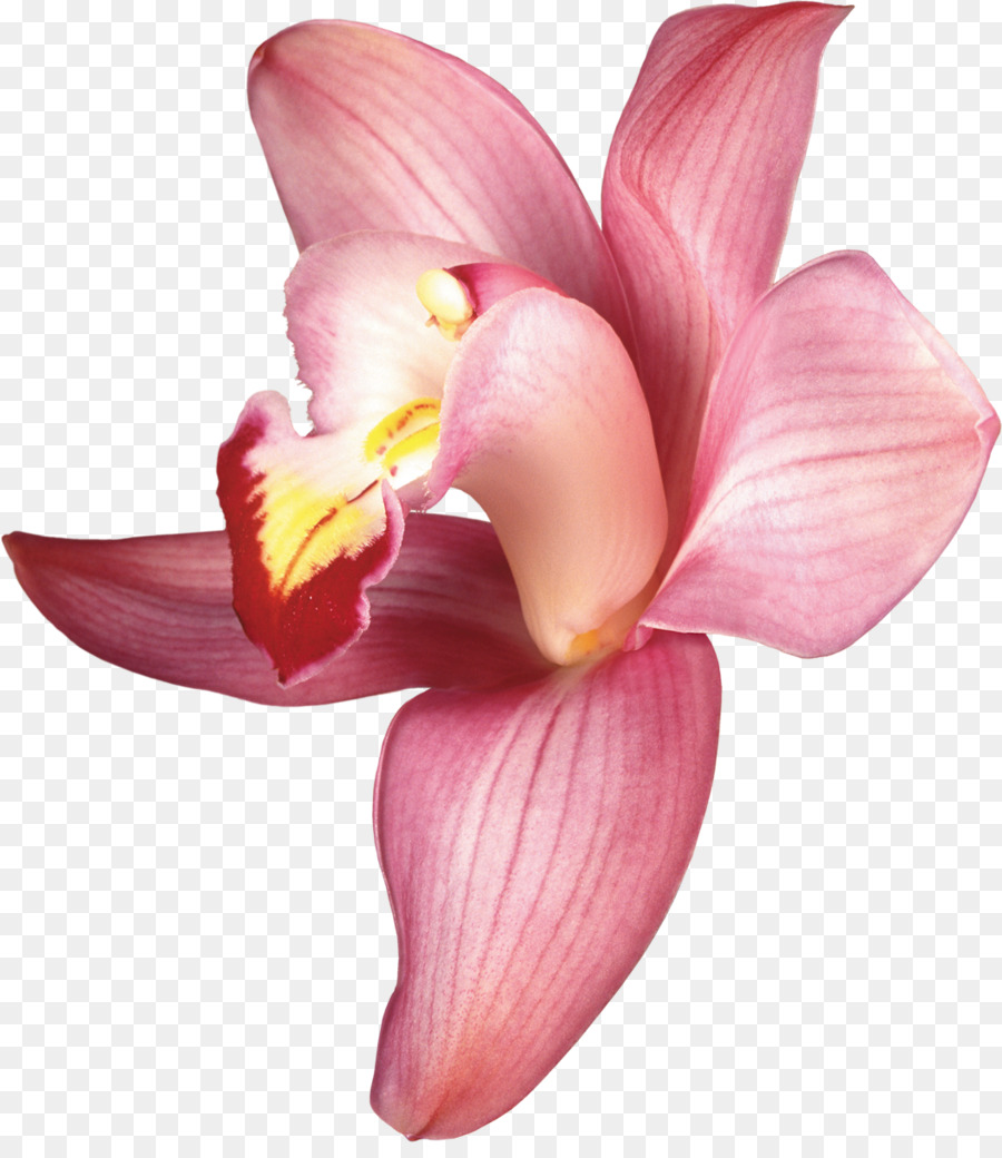 Flor，Pétalos PNG